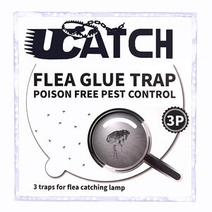Photo of flea glue trap						